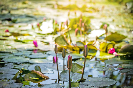 A colorful water lily growing in a pond.の写真素材