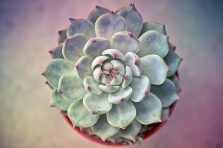 Various fresh green cactus plants backgroundの写真素材