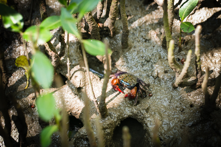 Sesarma mederi in the Mangrove forestの写真素材