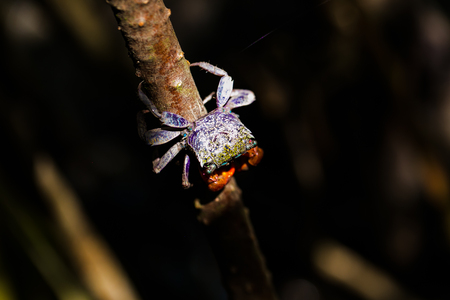 Sesarma mederi in the Mangrove forestの写真素材
