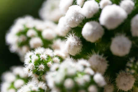 Various fresh green cactus plants backgroundの写真素材