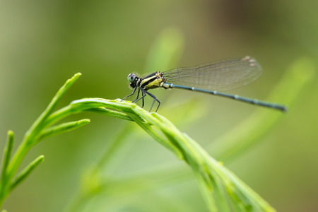 The dragonfly in blur backgroundの写真素材