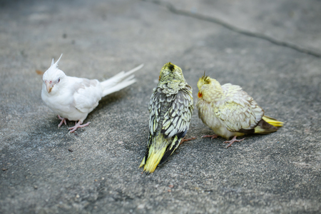 A baby Cockatiel eating food.