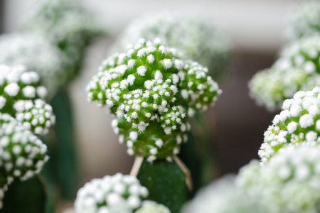 Various fresh green cactus plants backgroundの写真素材