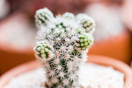Various fresh green cactus plants backgroundの写真素材