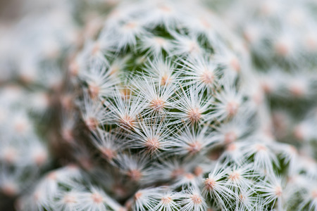 Various fresh green cactus plants backgroundの写真素材