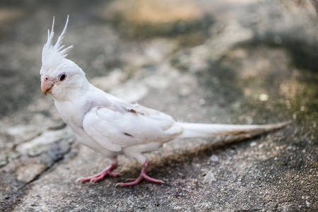Portrait of Cockatiel close-up (Nymphicus hollandicus)の写真素材