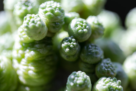 Various fresh green cactus plants backgroundの写真素材