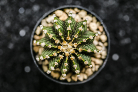 Close up of globe shaped cactus with long thornsの写真素材