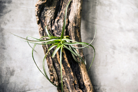 Bromeliad tillandsia and tillandsia flowerの写真素材