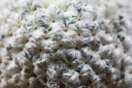Close up of globe shaped cactus with long thornsの写真素材