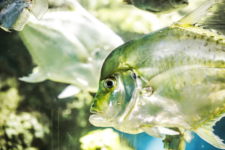 Fresh Cobblerfish in aquariumの写真素材