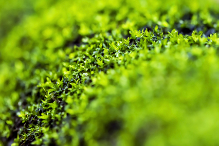 green moss In the Forest backgroundの写真素材