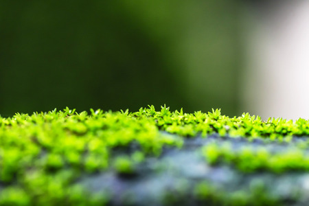green moss In the Forest backgroundの写真素材