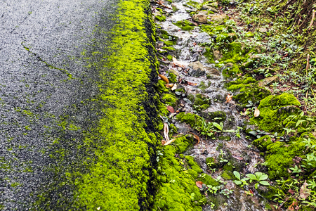 green moss In the Forest backgroundの写真素材
