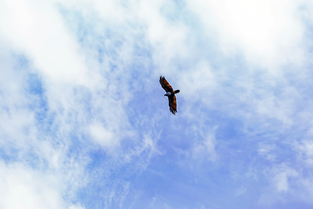 Red Hawk in the sea at Chanthaburi province,Thailandの写真素材