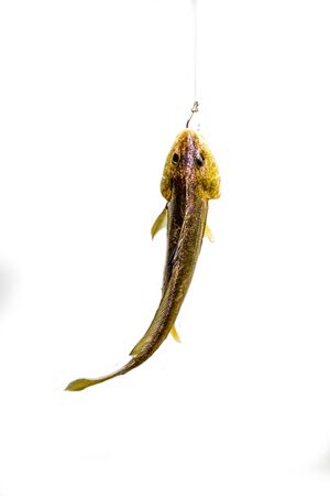 fish hooks and fish parts