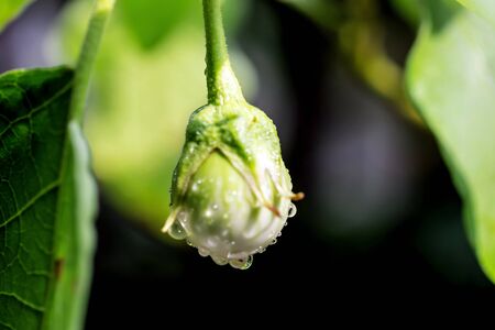 Thai Green Eggplant on eggplant treeの写真素材