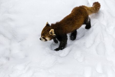 The red panda or lesser panda.の写真素材