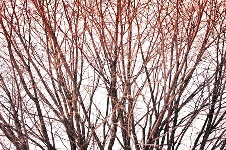 old big tree on color background with blue sky