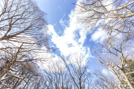 Sky, twigs and snow in the winter on a bright blue dayの写真素材