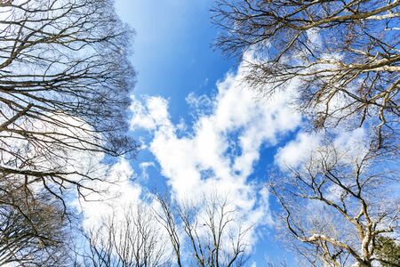 Sky, twigs and snow in the winter on a bright blue day