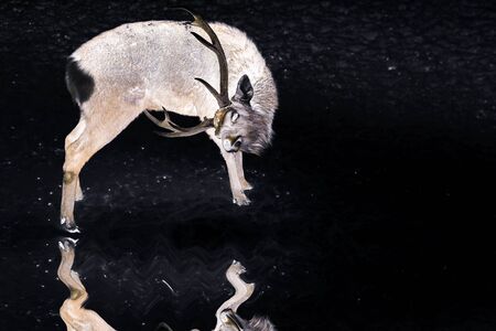 Sika deers walking in the snow on a white backgroundの写真素材