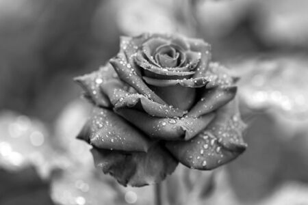 Beautiful à¸´black rose in a gardenの写真素材