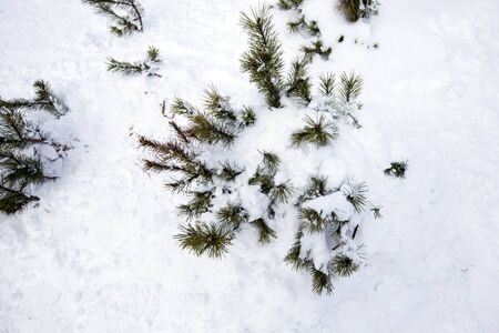 Snow-covered tree branch