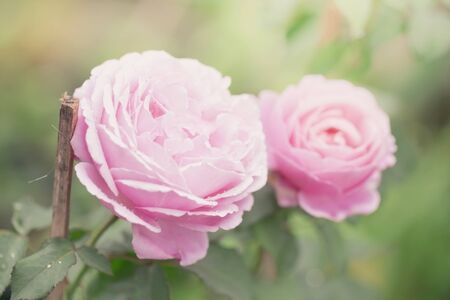 Pink roses close up. Backgroundの写真素材