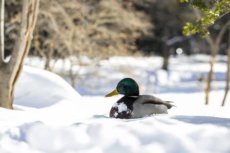 beautiful mallard duck on snows