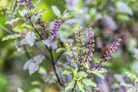 Red holy basil or Basil