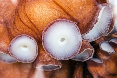 close up on live octopus in the aquariumの写真素材