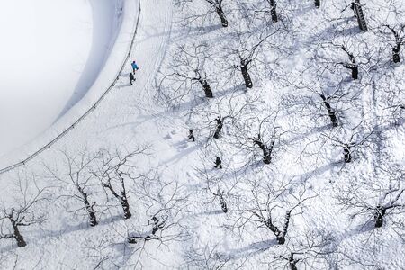 Snow-covered tree branch at sunsetの写真素材