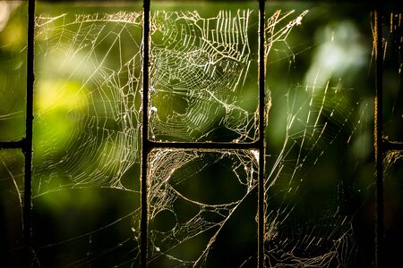 The spider web (cobweb) closeup with blurred backgroundの写真素材