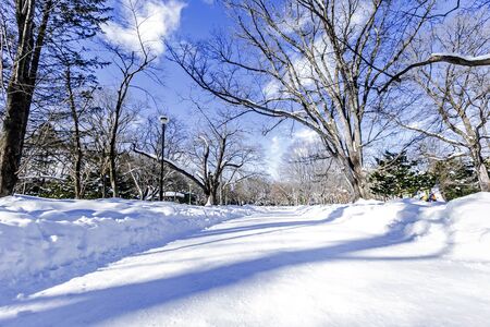 Sky, twigs and snow in the winter on a bright blue dayの写真素材