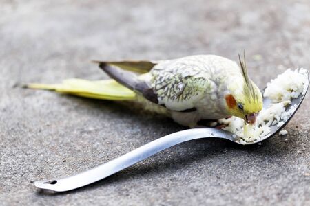 Portrait of Cockatiel close-up (Nymphicus hollandicus)の写真素材