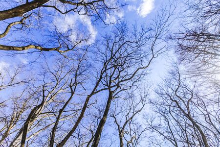 Snow-covered tree branch at sunsetの写真素材