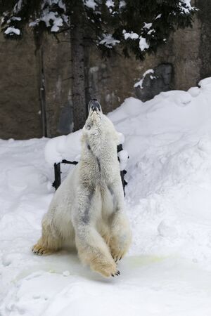 A polar bear walking in the snow on a white background