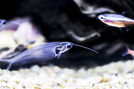 Indian glass catfish in the aquariumの写真素材