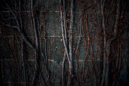 Shot of a Banyan Tree on blackground