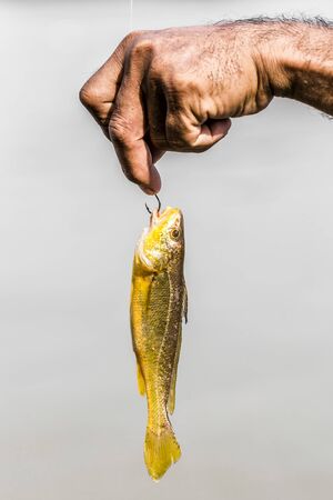 fish hooks and fish parts