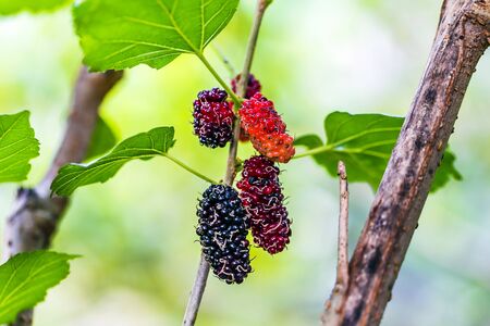 Mulberry fruit closeup whit blurry backgroundの写真素材