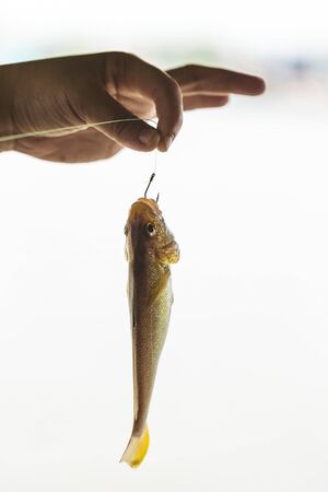 fish hooks and fish parts
