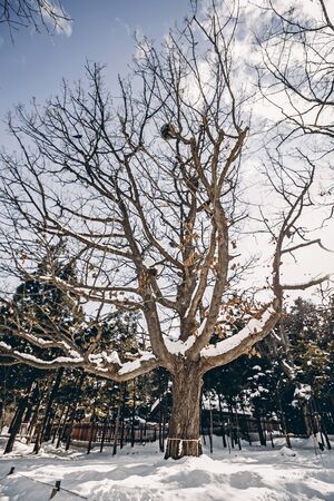 Snow-covered tree branch at sunset
