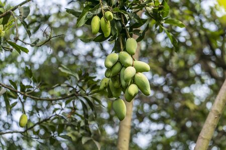 Ripe Alphonso Mangos - King of fruits
