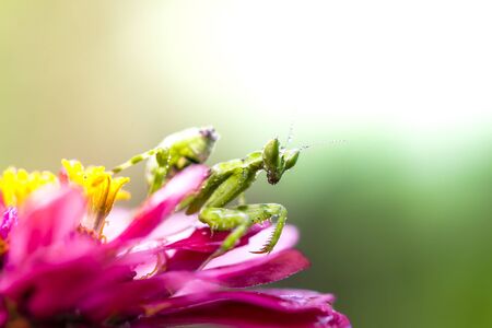 Grasshopper perching on green leafの写真素材