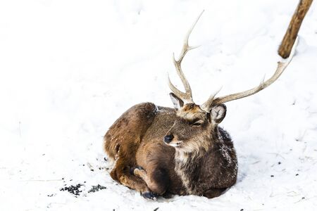 Sika deers walking in the snow on a white backgroundの写真素材
