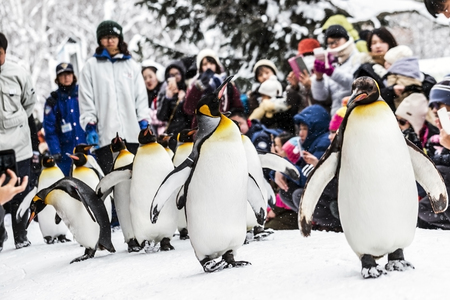 Show the penguin Bird Parade at Asahikawa Zooのeditorial素材