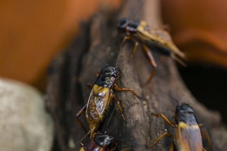 Closeup of cricket in the hiding placeの写真素材